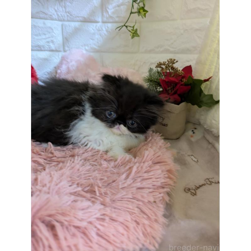 販売中の青森県のエキゾチックロングヘア-131458の6枚目