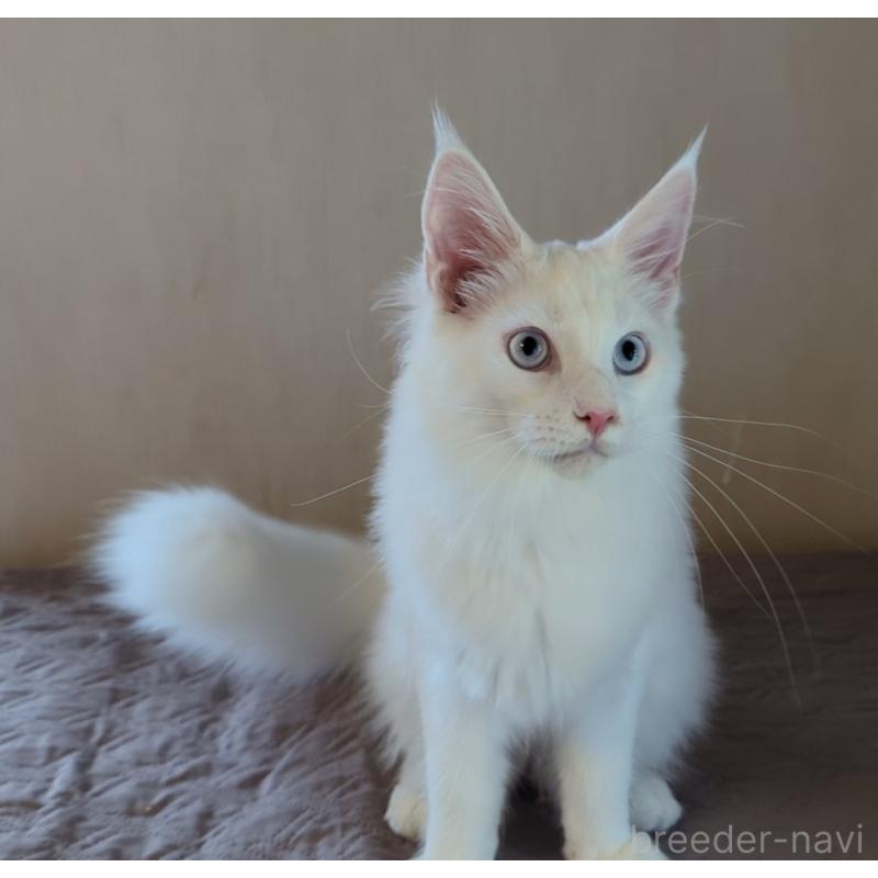 販売中の愛媛県のメインクーン-123037