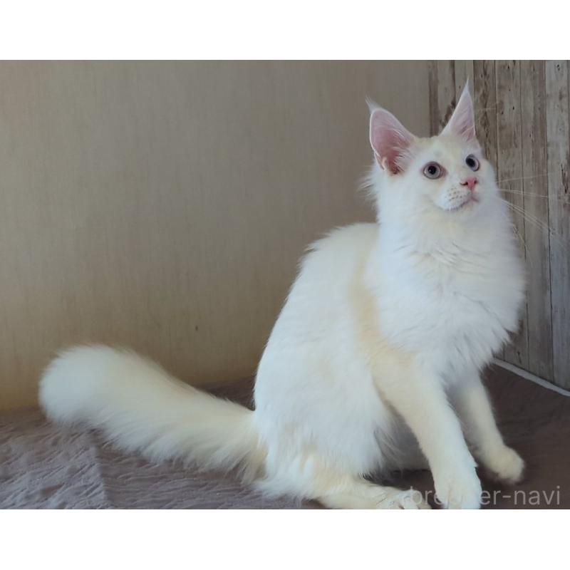 販売中の愛媛県のメインクーン-123037の3枚目