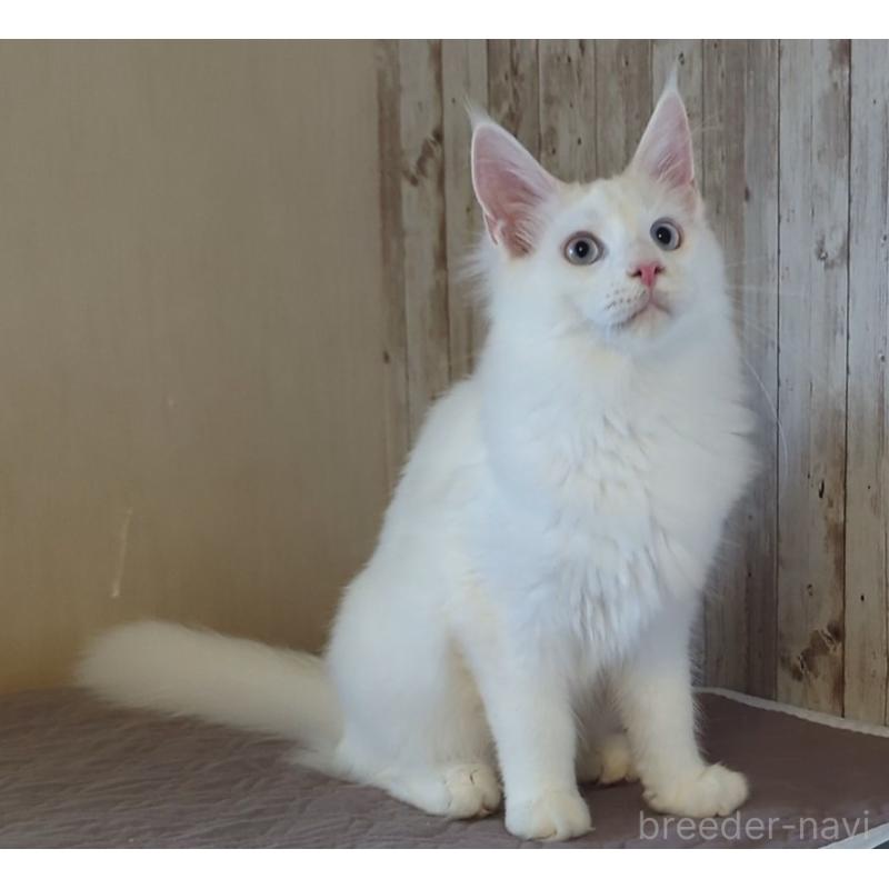 販売中の愛媛県のメインクーン-123037の2枚目