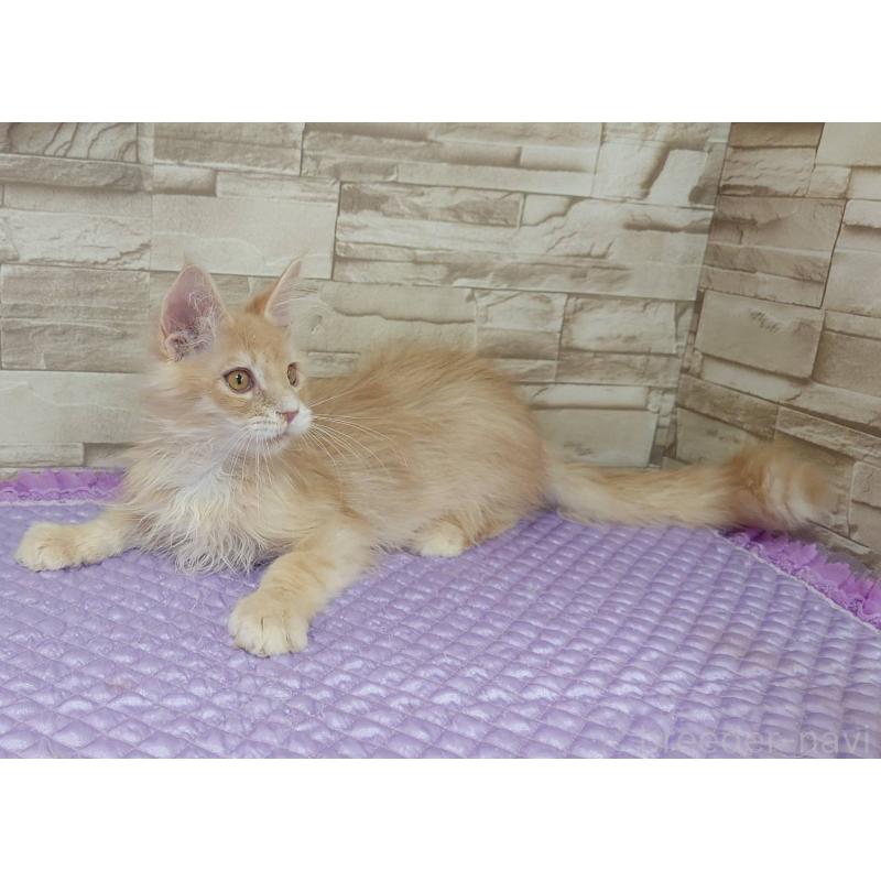 販売中の大阪府のメインクーン-132290の6枚目