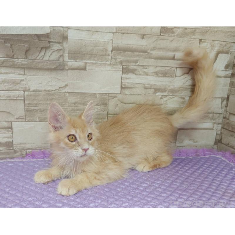 販売中の大阪府のメインクーン-132290の5枚目