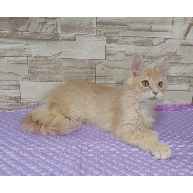 販売中の大阪府のメインクーン-132290の4枚目