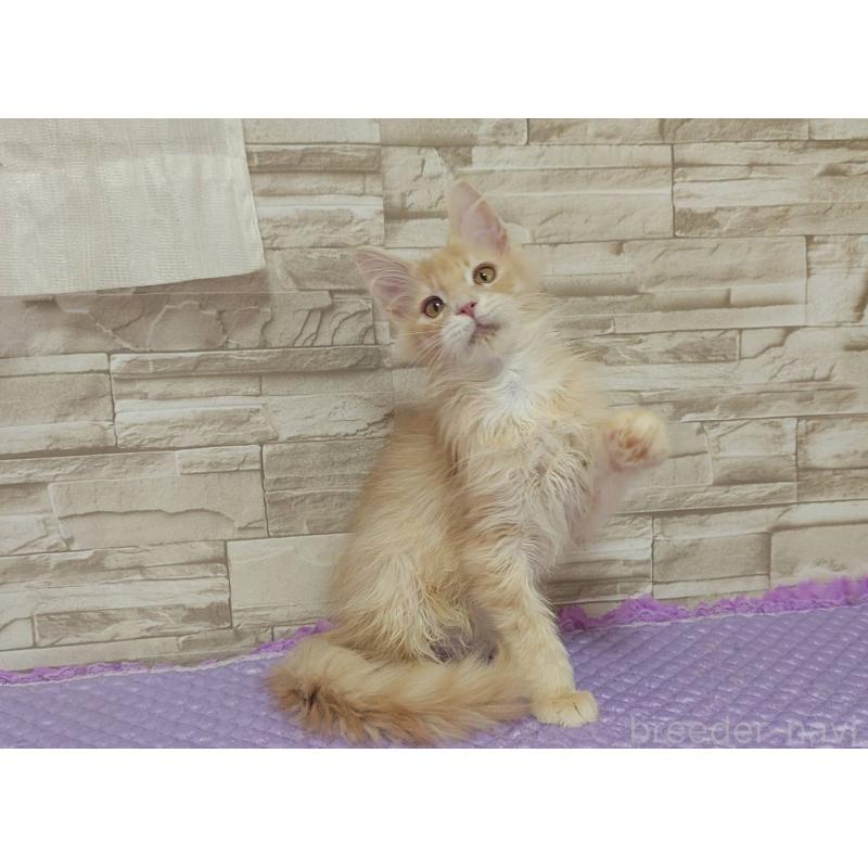 販売中の大阪府のメインクーン-132290の3枚目