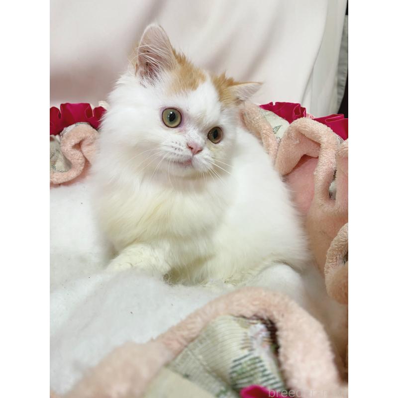 販売中の千葉県のミヌエット-132291の6枚目