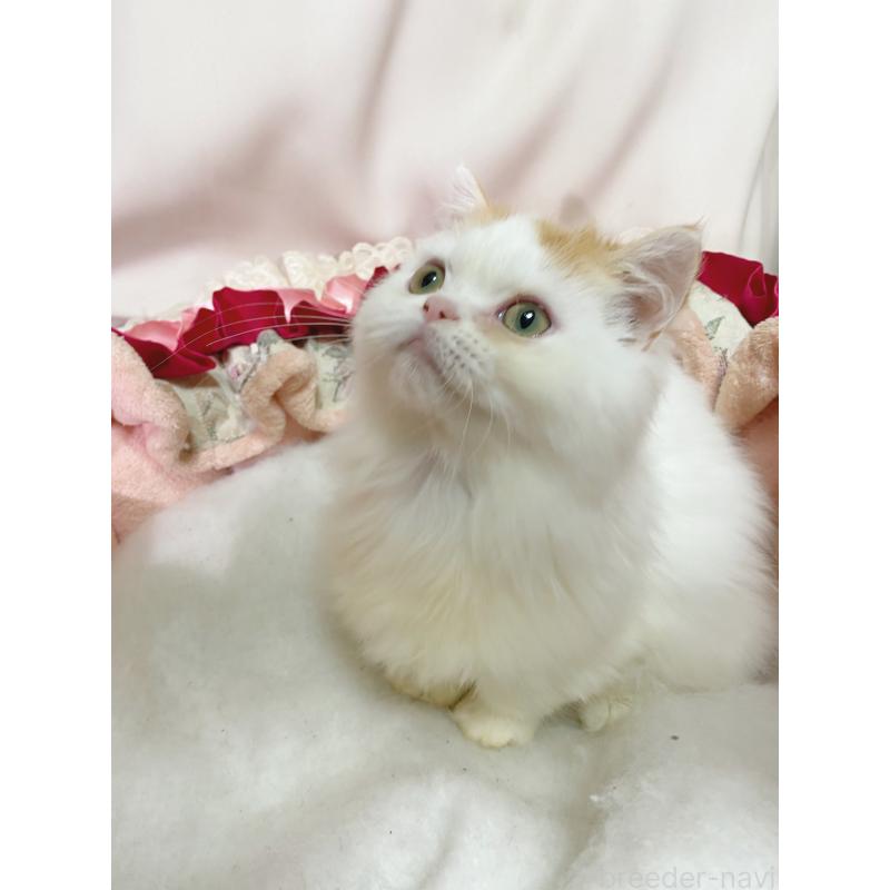 販売中の千葉県のミヌエット-132291の5枚目