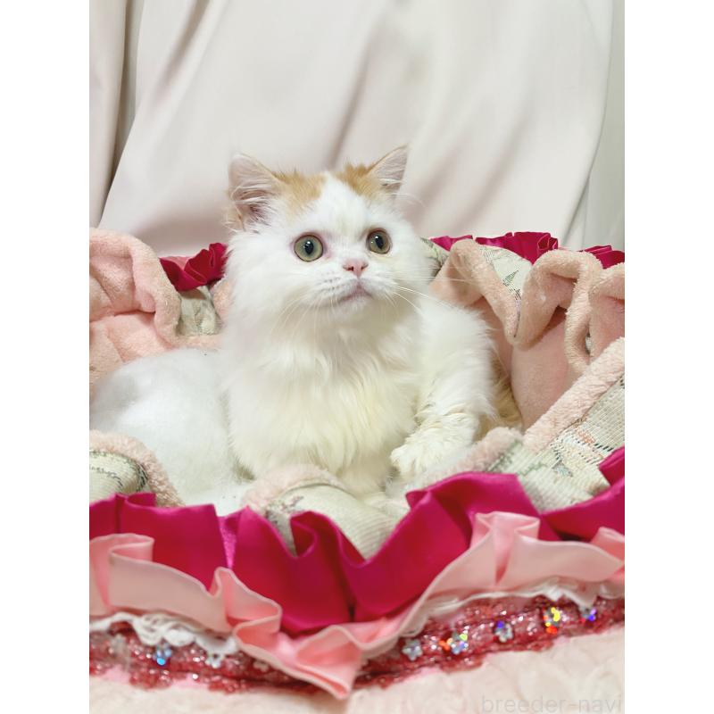 販売中の千葉県のミヌエット-132291の4枚目