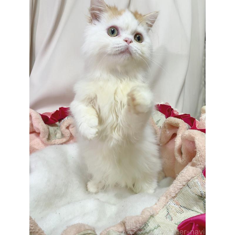 販売中の千葉県のミヌエット-132291の3枚目