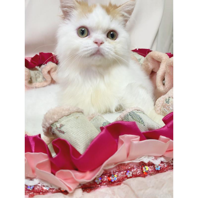 販売中の千葉県のミヌエット-132291の2枚目