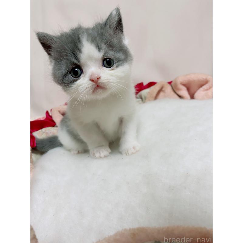 販売中の千葉県のエキゾチックショートヘア-132292の7枚目