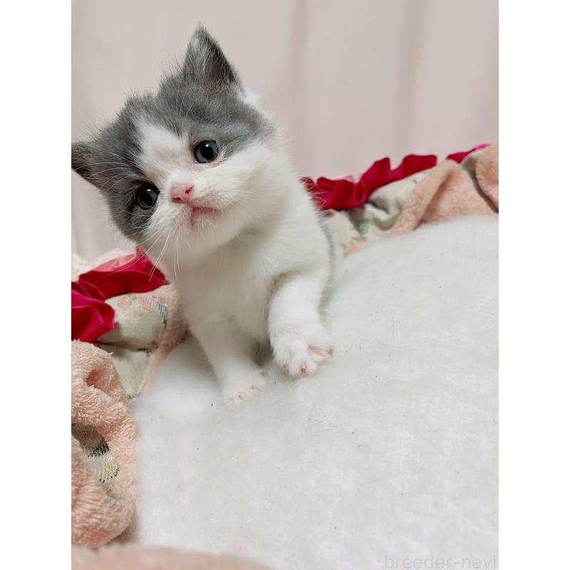 販売中の千葉県のエキゾチックショートヘア-132292の6枚目