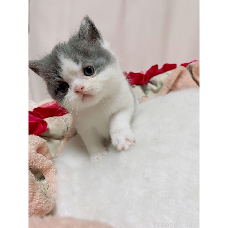 販売中の千葉県のエキゾチックショートヘア-132292の5枚目