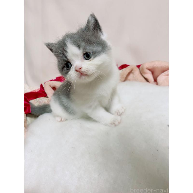 販売中の千葉県のエキゾチックショートヘア-132292の4枚目