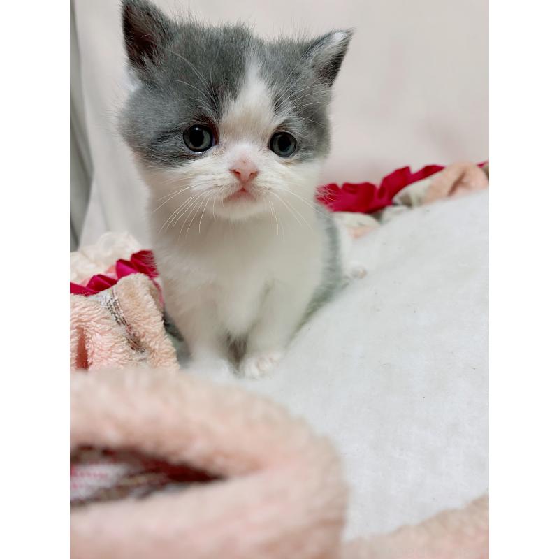 販売中の千葉県のエキゾチックショートヘア-132292の3枚目