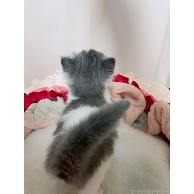 販売中の千葉県のエキゾチックショートヘア-132292の2枚目