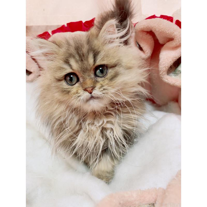 販売中の千葉県のペルシャ(チンチラ)-132293の4枚目