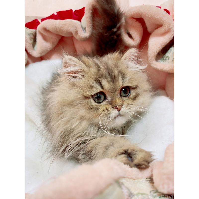 販売中の千葉県のペルシャ(チンチラ)-132293の3枚目