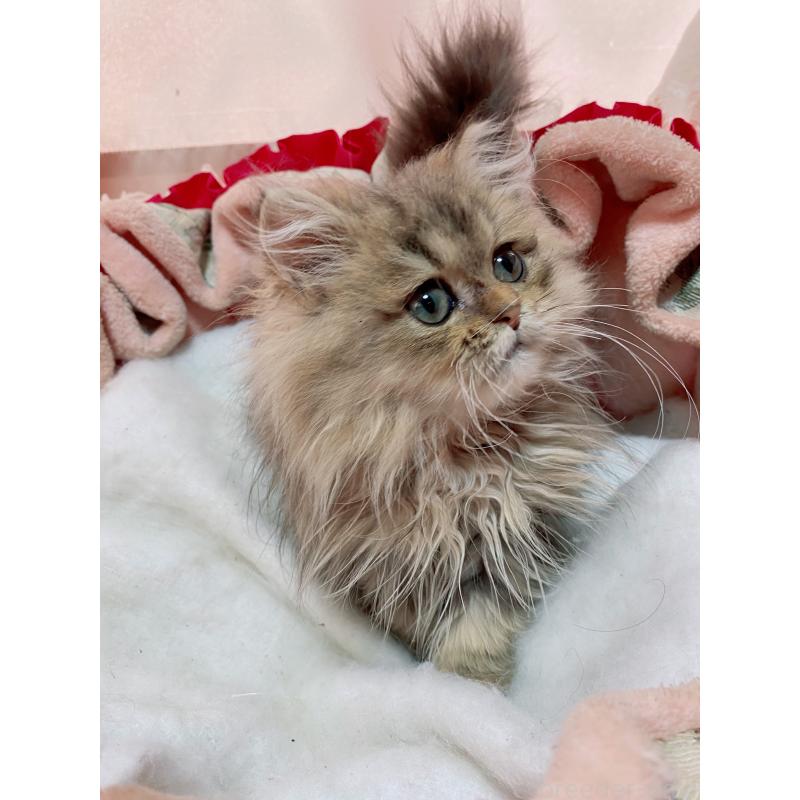 販売中の千葉県のペルシャ(チンチラ)-132293の2枚目