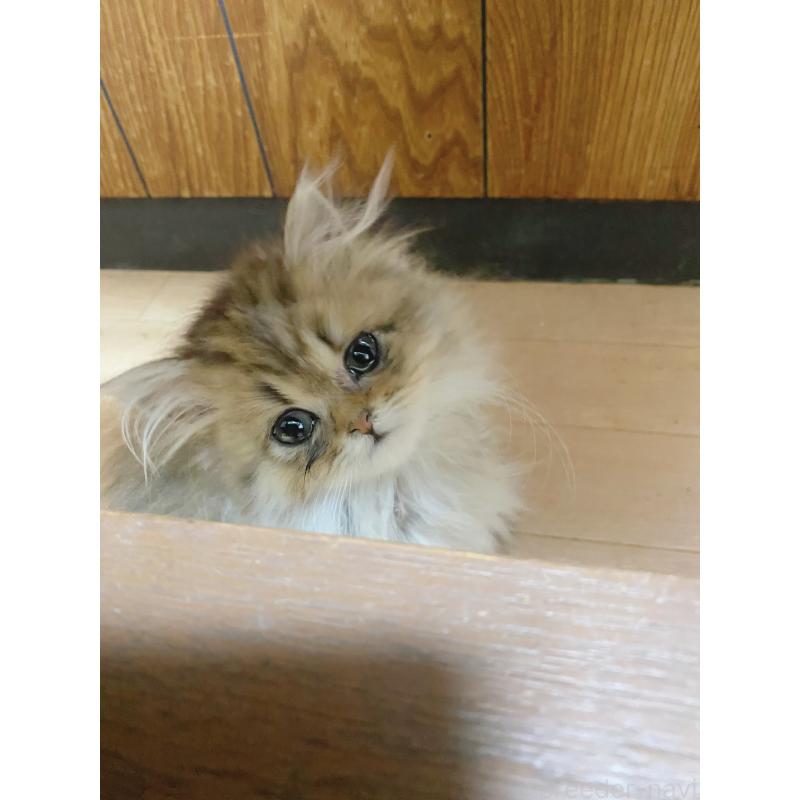 販売中の千葉県のペルシャ(チンチラ)-132294の2枚目
