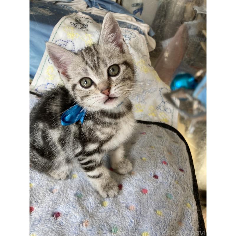 販売中ののアメリカンショートヘア-131580