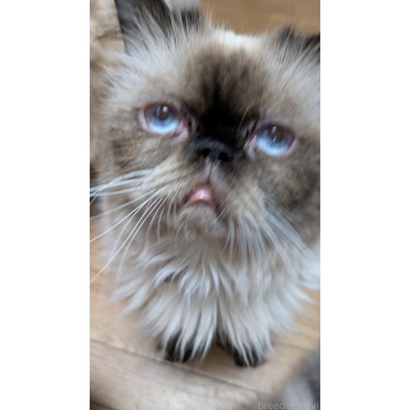 商談中の大阪府のヒマラヤン-91053の4枚目