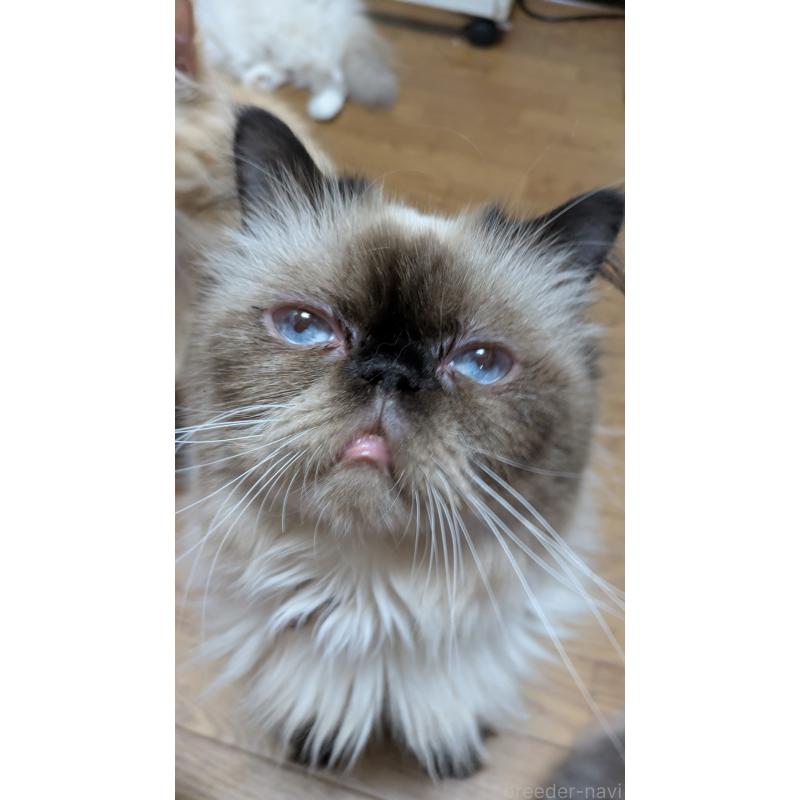 商談中の大阪府のヒマラヤン-91053の3枚目