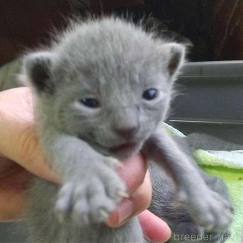 販売中の愛知県のロシアンブルー-132325