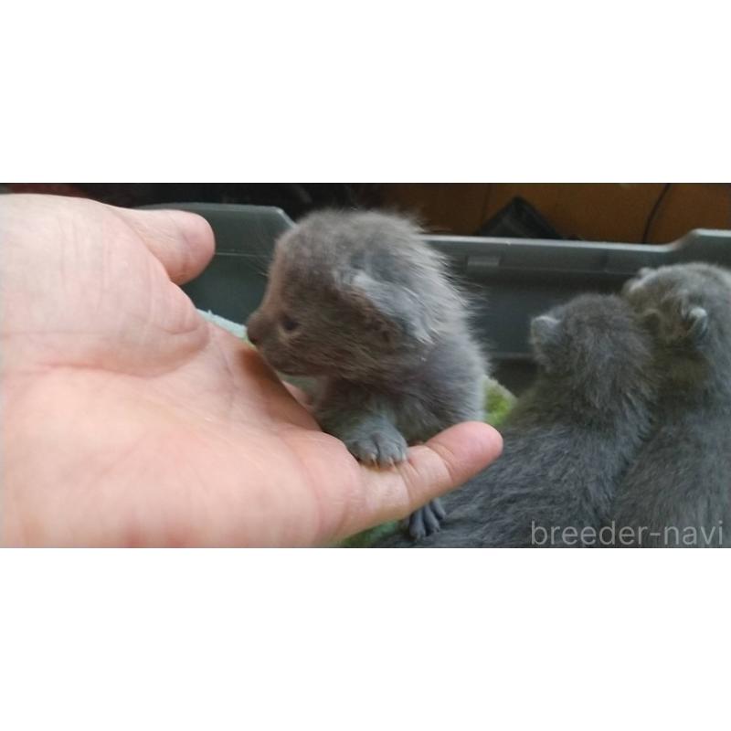 販売中の愛知県のロシアンブルー-132327の2枚目