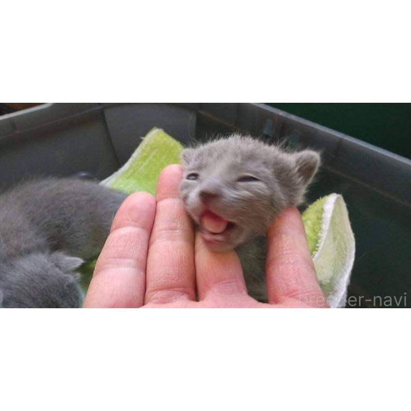 販売中の愛知県のロシアンブルー-132328の3枚目