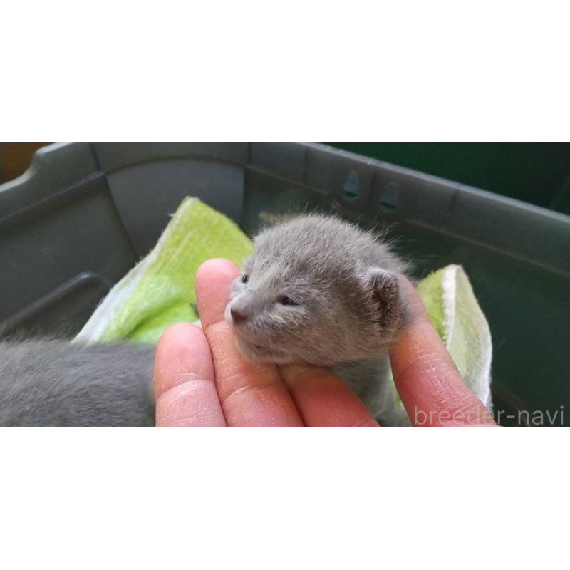 販売中の愛知県のロシアンブルー-132328の2枚目