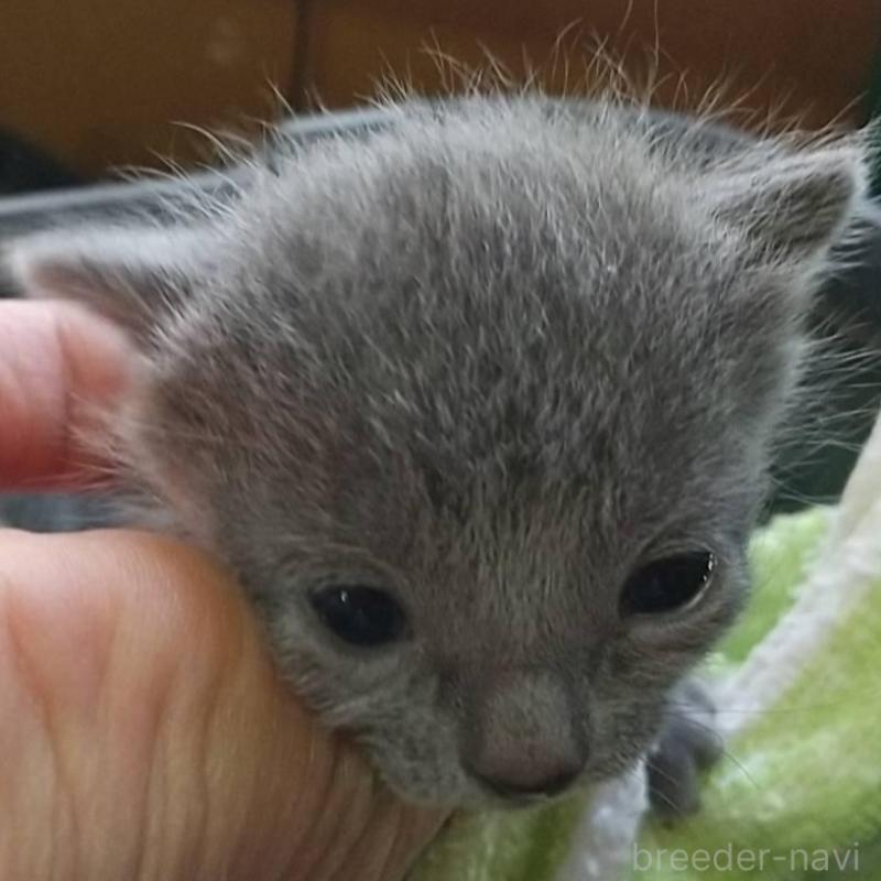 販売中の愛知県のロシアンブルー-132328