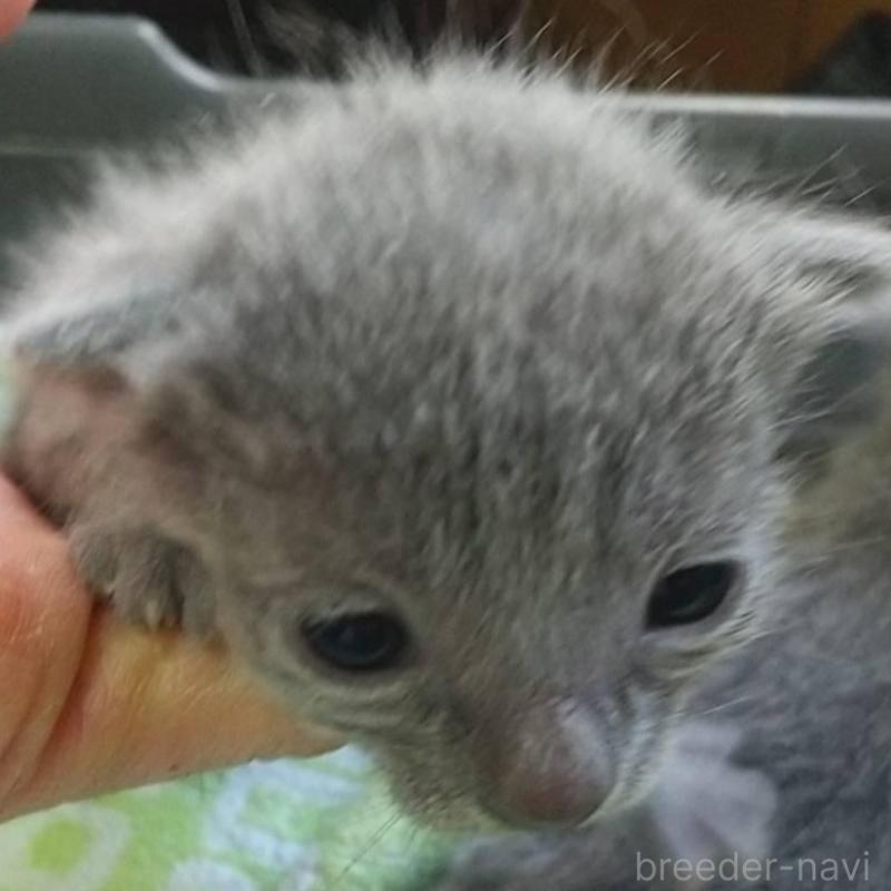 販売中の愛知県のロシアンブルー-132327