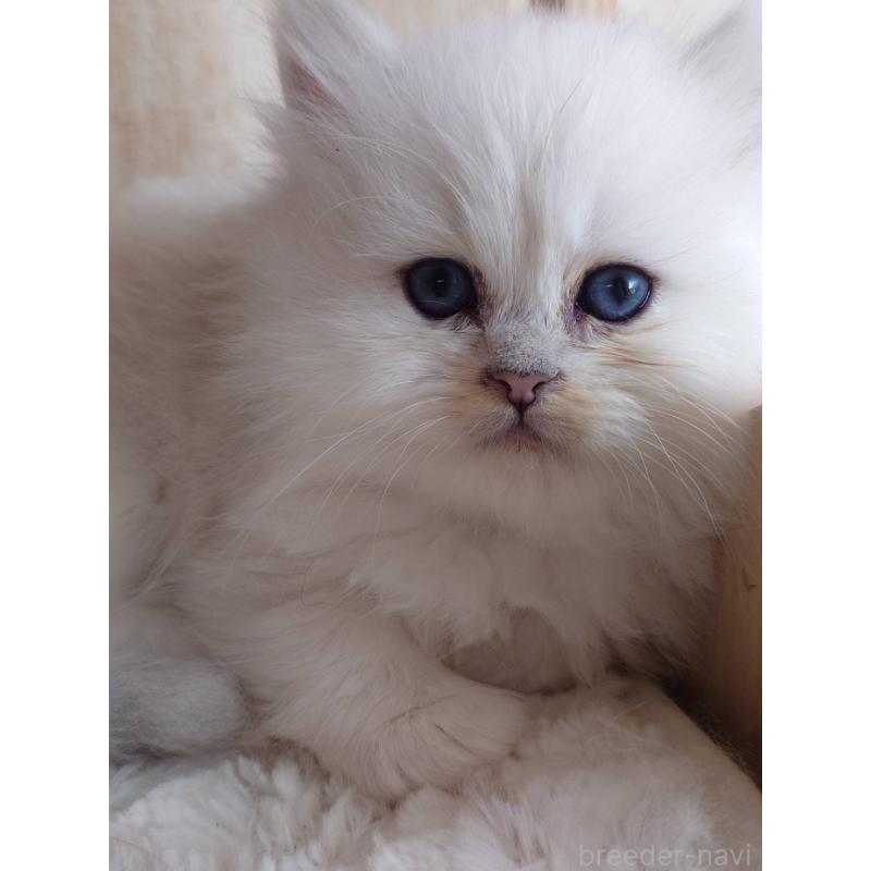 販売中の愛知県のペルシャ(チンチラ)-132329の8枚目
