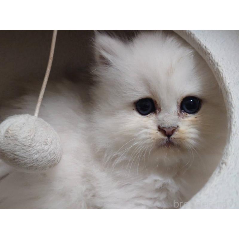 販売中の愛知県のペルシャ(チンチラ)-132329の7枚目