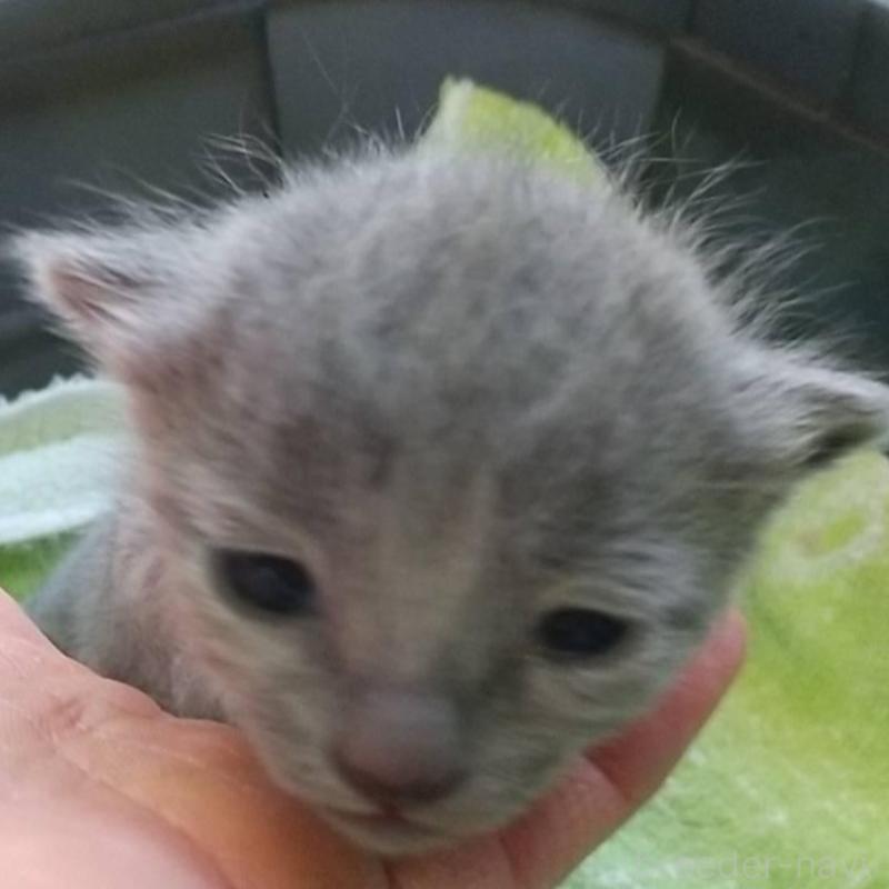 販売中の愛知県のロシアンブルー-132326の1枚目