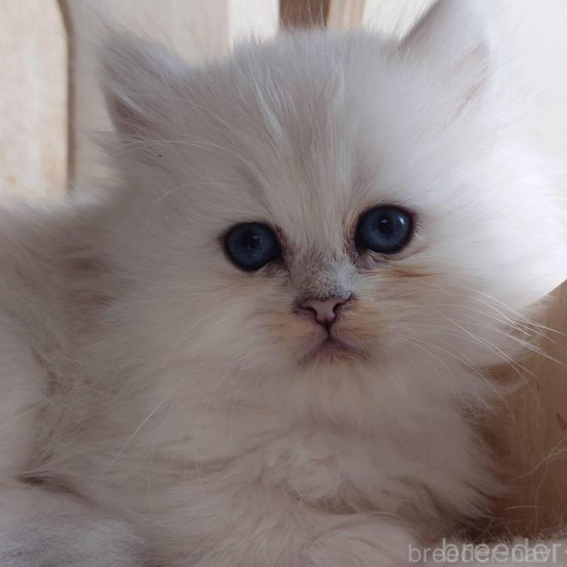 販売中の愛知県のペルシャ(チンチラ)-132329の1枚目