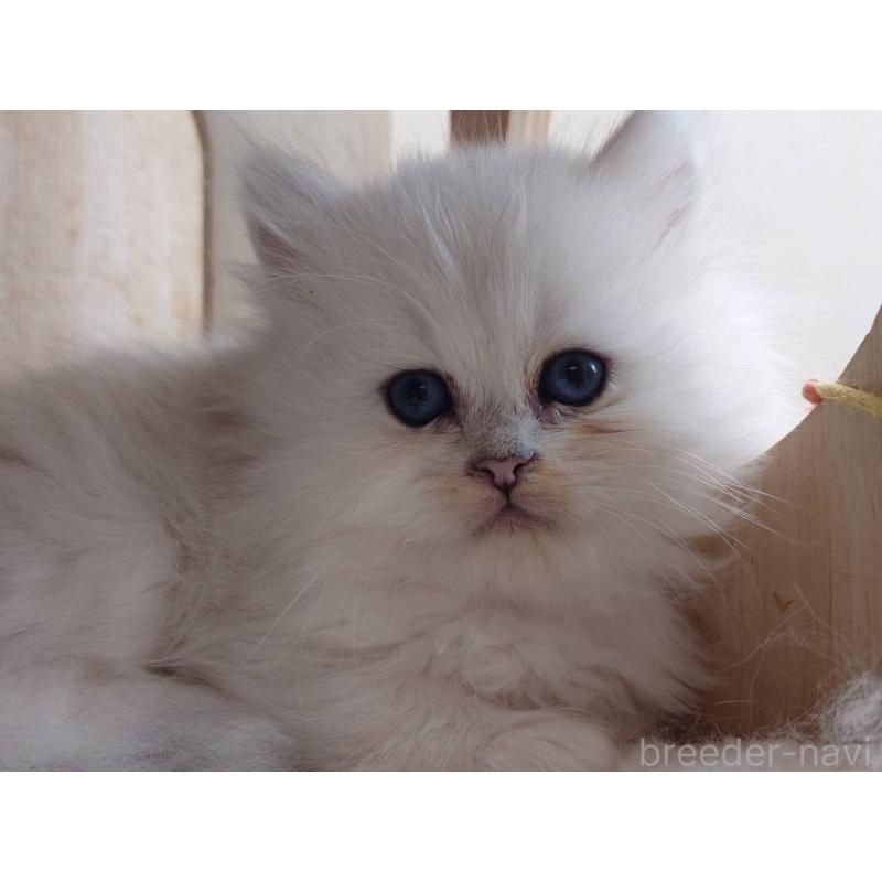 販売中の愛知県のペルシャ(チンチラ)-132329の6枚目