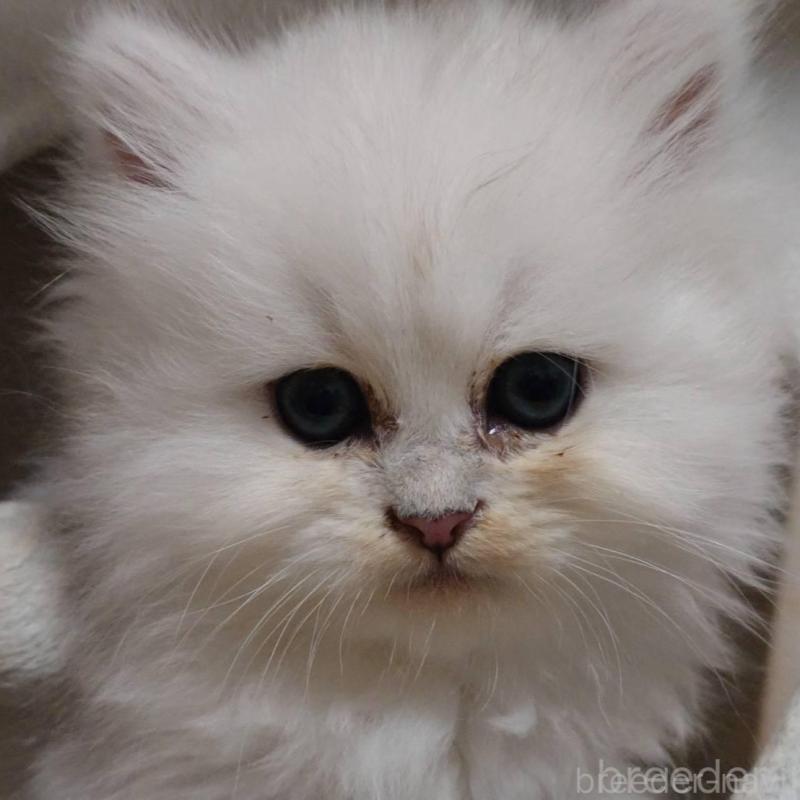 販売中の愛知県のペルシャ(チンチラ)-132329の5枚目