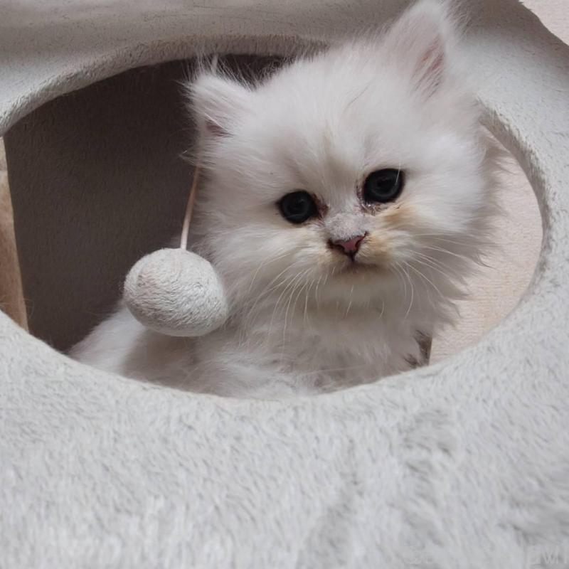 販売中の愛知県のペルシャ(チンチラ)-132329の4枚目