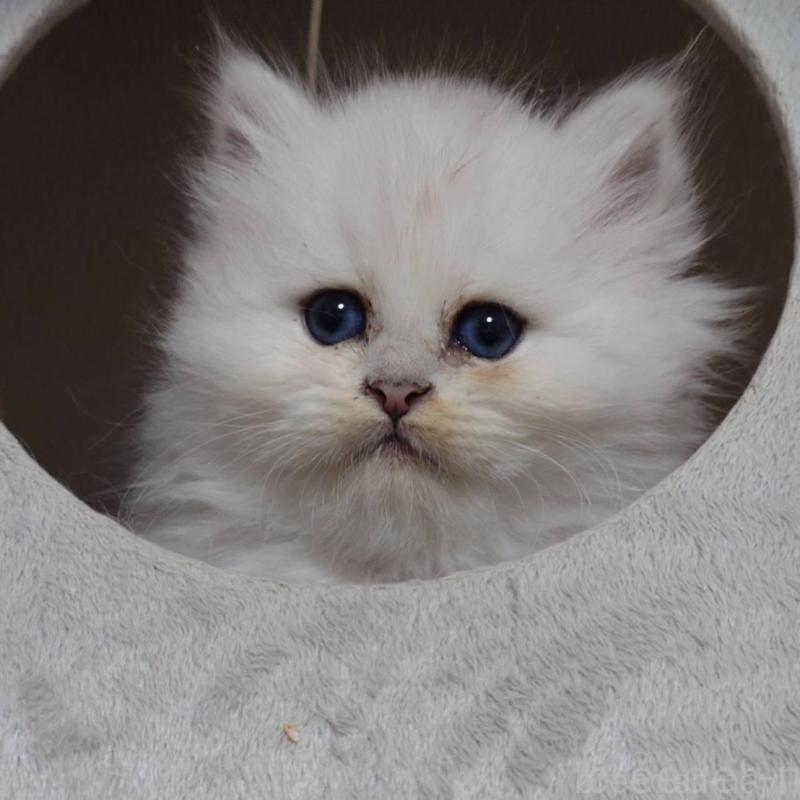 販売中の愛知県のペルシャ(チンチラ)-132329の3枚目