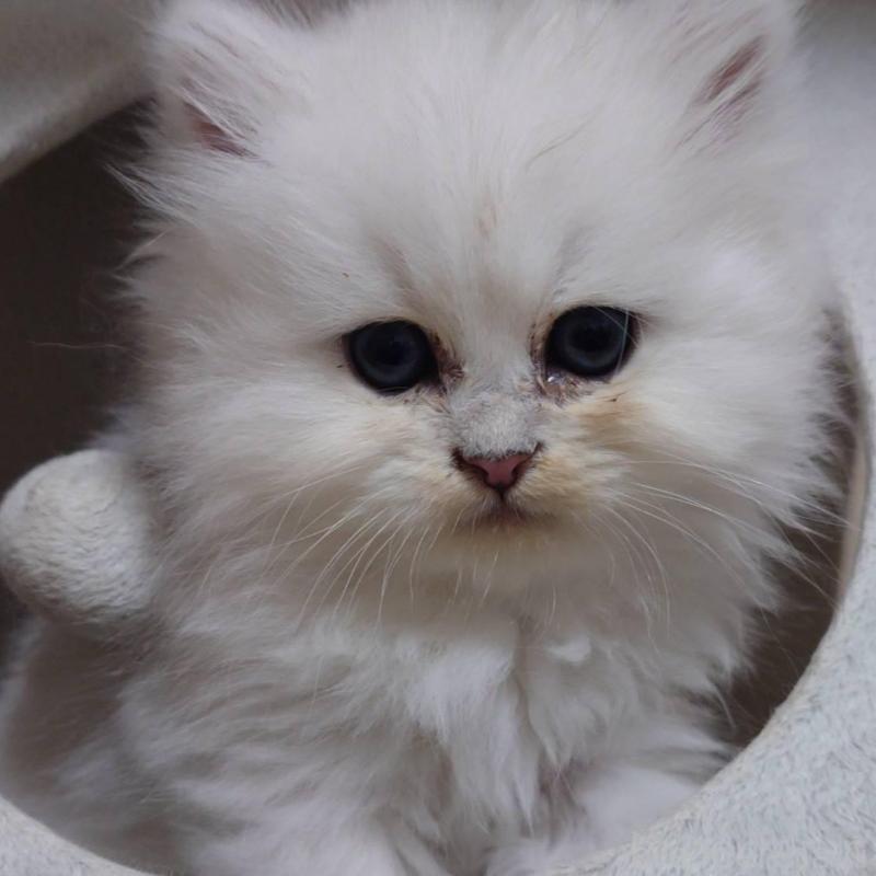 販売中の愛知県のペルシャ(チンチラ)-132329の2枚目