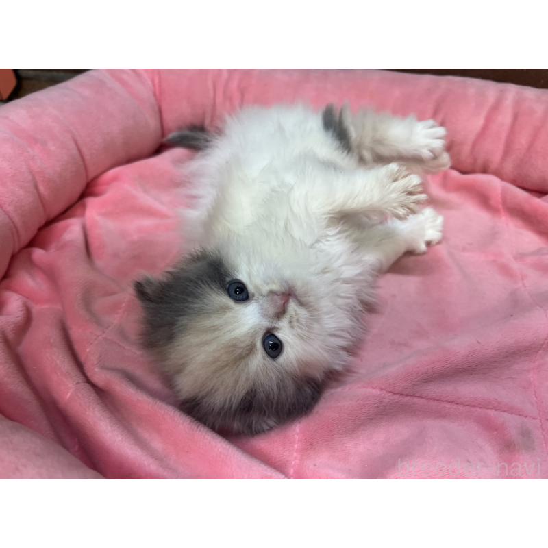 販売中の東京都のスコティッシュフォールド(折れ耳)-132330の5枚目