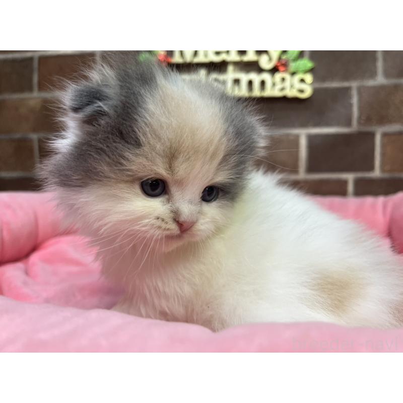 販売中の東京都のスコティッシュフォールド(折れ耳)-132330の4枚目