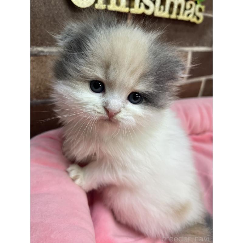 販売中の東京都のスコティッシュフォールド(折れ耳)-132330の3枚目