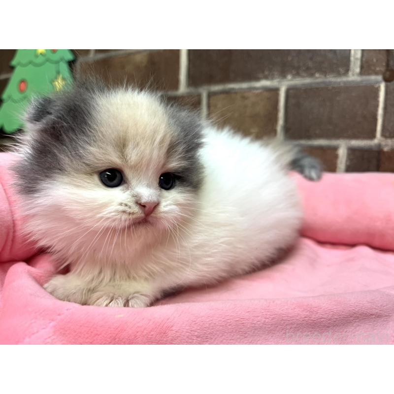 販売中の東京都のスコティッシュフォールド(折れ耳)-132330の2枚目