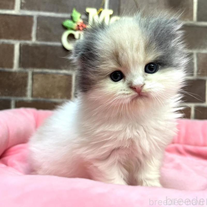 販売中の東京都のスコティッシュフォールド(折れ耳)-132330の1枚目