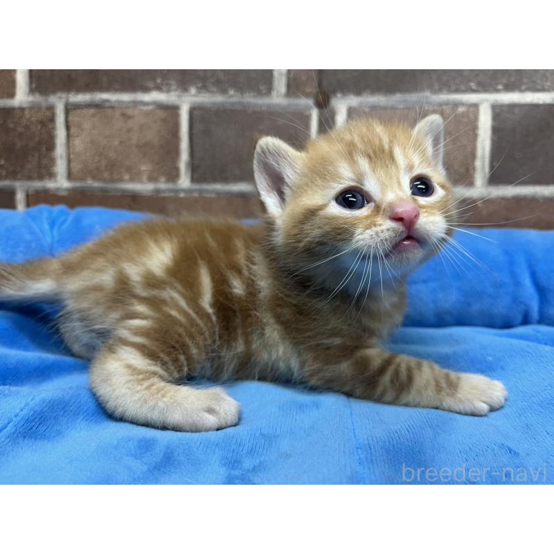 販売中の東京都のアメリカンショートヘア-132331の6枚目