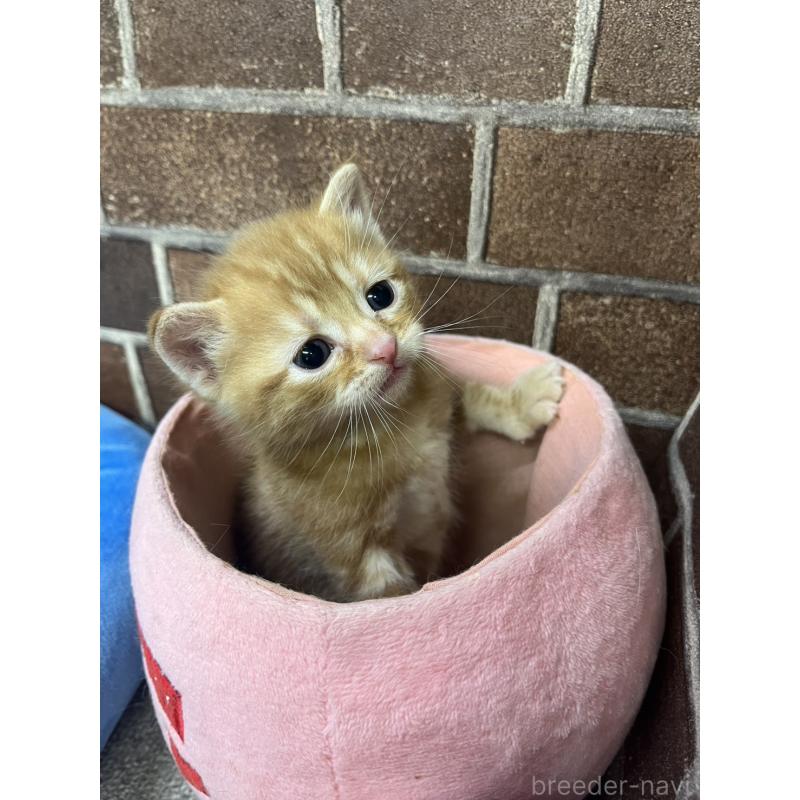 販売中の東京都のアメリカンショートヘア-132331の5枚目