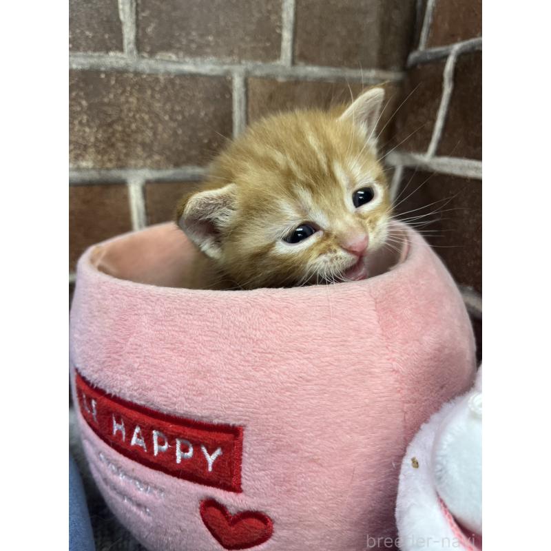 販売中の東京都のアメリカンショートヘア-132331の4枚目