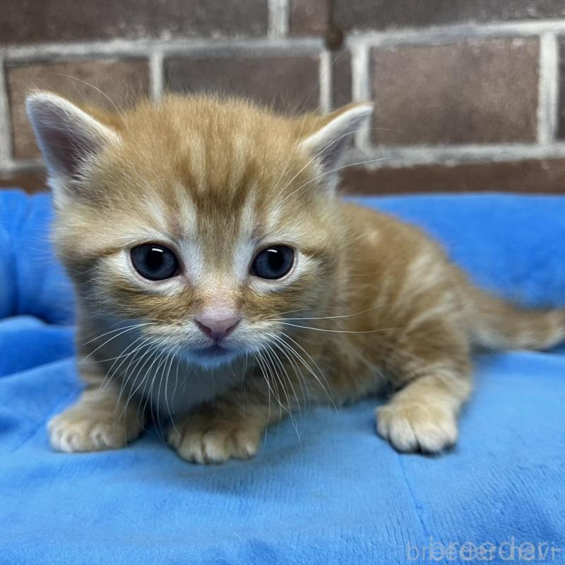 販売中の東京都のアメリカンショートヘア-132331の3枚目